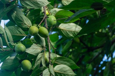 Ağaçta olgunlaşan yeşil bir hurma ağacına yakın plan, doğal arka plan.