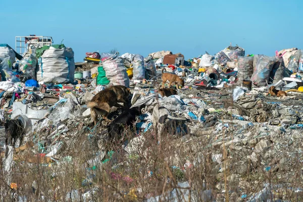 Dogs rummage through piles of garbage in a huge landfill on a sunny day. Concept of ecology, stray dogs