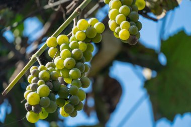 Bahçedeki bir dala asılı yeşil olgunlaşmış üzümlerin yakın çekimi. Asmada yeşil üzümler, arka plan