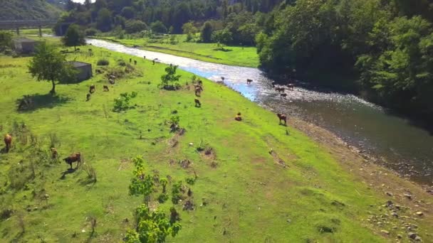 Flygfoto över besättningen kor på grön äng intill floden. — Stockvideo