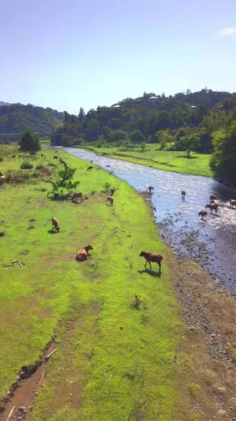 Вид с воздуха на стадо коров на зеленом лугу рядом с рекой. — стоковое видео
