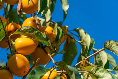 Güneşli bir günde, masmavi bir gökyüzüne karşı bir ağaçta olgunlaşmış güzel bir hurma.