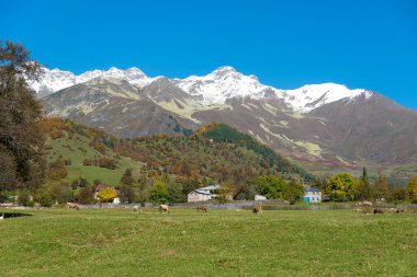 İnekler ve atlar çayırlarda otlar dağların arka planında, güneşli, açık bir sonbahar gününde karlı zirvelerde..