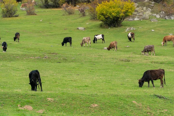 Lot Cows Graze Lawn Autumn Day — Stock Photo, Image