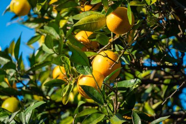 Güneşli bir günde ağaçta olgun portakalların yakın çekimi