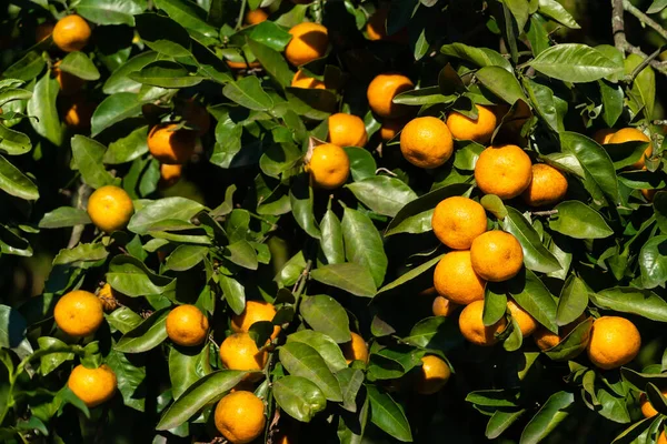 Ripe Bright Tangerines Tree Sunny Day Beautiful Citrus Natural Background — Stock Photo, Image