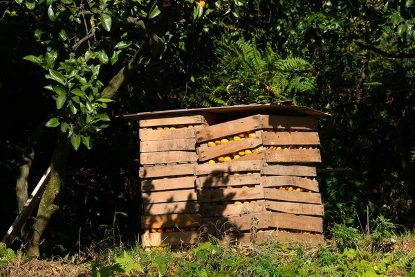 Scatole Legno Con Mandarini Maturi Trovano Nel Giardino Del Mandarino — Foto Stock