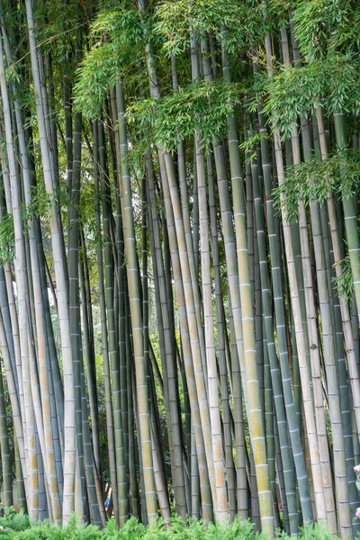 Bambusové Stromy Zblízka Přirozené Pozadí Svislá Fotografie — Stock fotografie