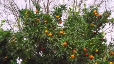 Mandalina ağaçları fidanlıkta yetişir. Olgun mandalinalı mandalina bahçesi