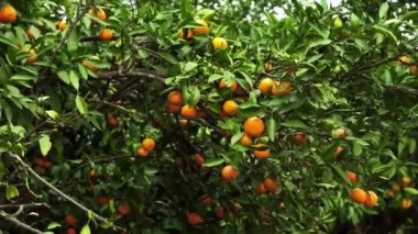 Mandalina ağaçları fidanlıkta yetişir. Olgun mandalinalı mandalina bahçesi