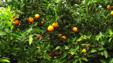 Mandalina ağaçları fidanlıkta yetişir. Olgun mandalinalı mandalina bahçesi