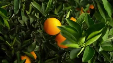 Olgun mandalinalar bir ağaçta, Güneş ışığında parıldıyor..