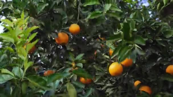 На плантации растут мандариновые деревья. Мандаринский сад с мандаринами — стоковое видео