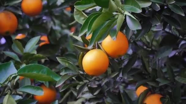 Mandarini maturi su un albero in primo piano luccicano alla luce del sole. — Video Stock