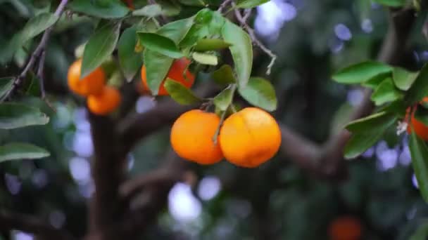 Las mandarinas maduras en un árbol en primer plano brillan a la luz del sol. — Vídeo de stock