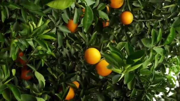 Спелые мандарины на дереве вблизи мерцают при солнечном свете. — стоковое видео