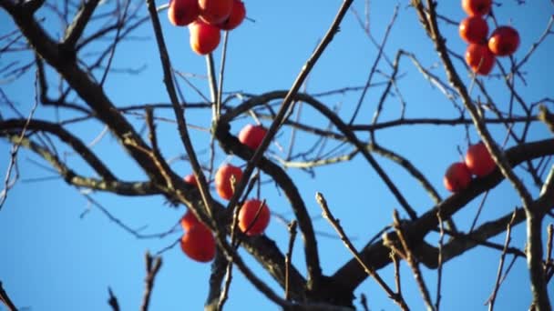 青空を背景に柿の木の裸の枝, — ストック動画