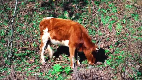 Kalf graast alleen op het platteland. Hij graast het gras in het herfstbos.. — Stockvideo