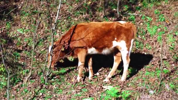 田舎では子牛は一人で放牧する。彼は秋の森の中で草を放牧する. — ストック動画