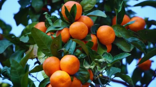 Las mandarinas maduras en un árbol en primer plano brillan a la luz del sol. — Vídeo de stock