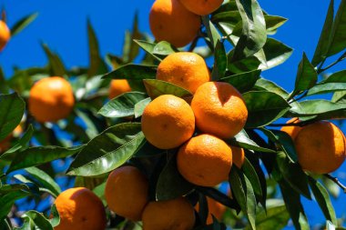 Güneşli bir günde fotokopi uzayı olan mavi bir gökyüzüne karşı bir ağaçta olgun, parlak mandalinalar yakın. Güzel narenciye doğal arka plan