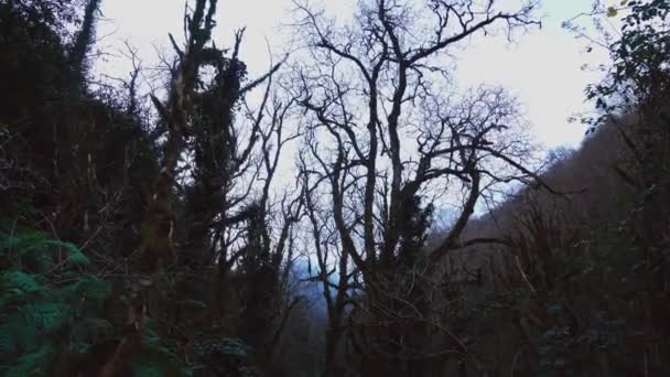 Τρομακτικό σκοτεινό ομιχλώδες δάσος φθινοπώρου-χειμώνα σε κίνηση. — Αρχείο Βίντεο