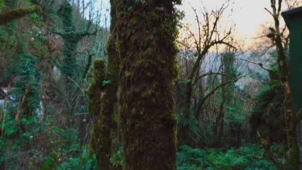 Страшний містичний темний туманний осінньо-зимовий ліс у русі . — стокове відео
