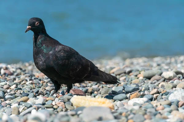 Zbliżenie Gołębia Kukurydzą Żwirowej Plaży Nad Morzem Słoneczny Dzień Przestrzenią — Zdjęcie stockowe