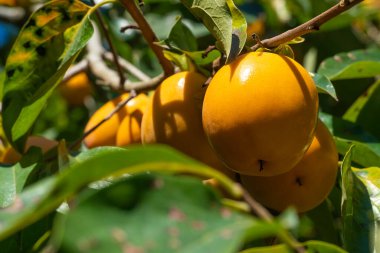 Güneşli bir günde ağaçta olgun, güzel bir hurma ağacının yakın çekimi.