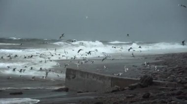 There is storm in ocean or in sea, waves are hitting shore, lot of birds,