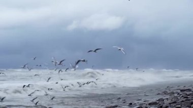 There is storm in ocean or in sea, waves are hitting shore, lot of birds,