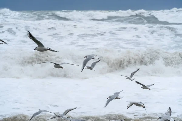 Großaufnahme Von Möwen Vor Dem Hintergrund Riesiger Wellen Tobender See — Stockfoto