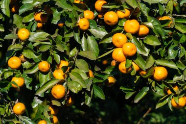 Güneşli bir günde ağaçta olgun, parlak mandalinalar. Güzel narenciye doğal arka plan