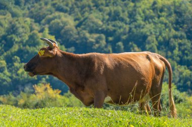 Güneşli bir günde yeşil bir çayırda bir dağ ormanının arka planında otlayan kırmızı bir ineğin yakın çekimi.