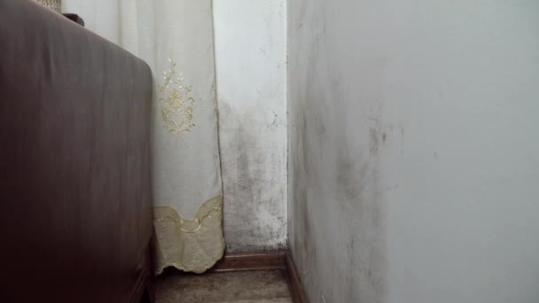 Mold in the house. Black mold on the walls. — Stock Video