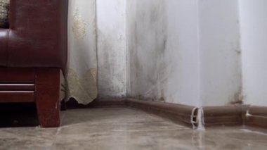 Evde küf var. Duvarlarda siyah küf.