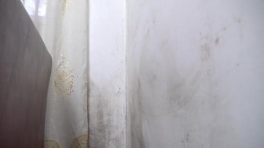 Küf şeklinde bir siyah mantar büyür ve apartmandaki beyaz bir duvara yayılır..