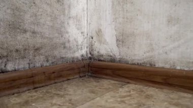 Küf şeklinde bir siyah mantar büyür ve apartmandaki beyaz bir duvara yayılır..