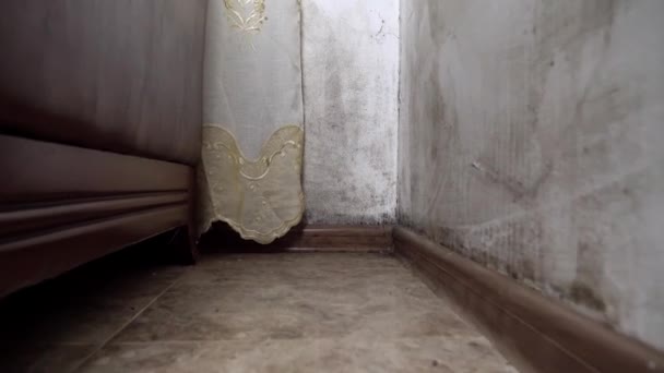 곰팡 이 형태의 검은 곰팡이 가자라서 아파트의 흰 벽에 퍼진다. — 비디오