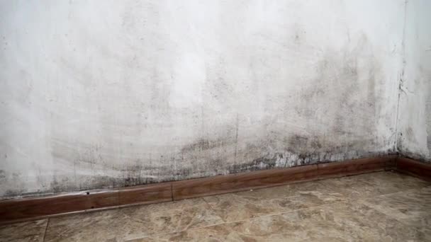 집안의 곰팡이. 벽에 있는 검은 곰팡이. — 비디오