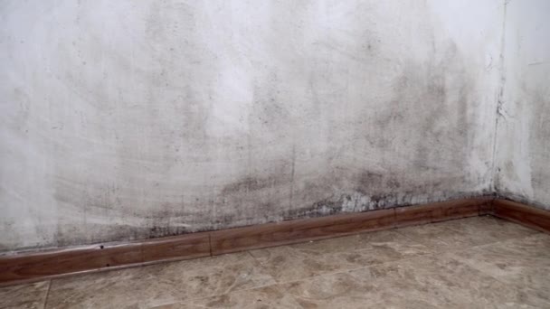 Un hongo negro en forma de moho crece y se extiende en una pared blanca en el apartamento. — Vídeos de Stock