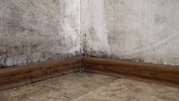 Un hongo negro en forma de moho crece y se extiende en una pared blanca en el apartamento. — Vídeos de Stock