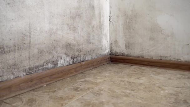 En svart sopp i form av mugg vokser og sprer seg på en hvit vegg i leiligheten. – stockvideo