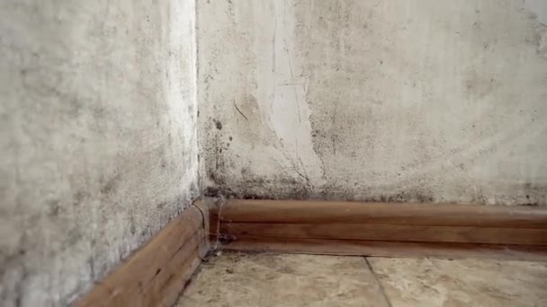 Um fungo preto em forma de molde cresce e se espalha em uma parede branca no apartamento. — Vídeo de Stock
