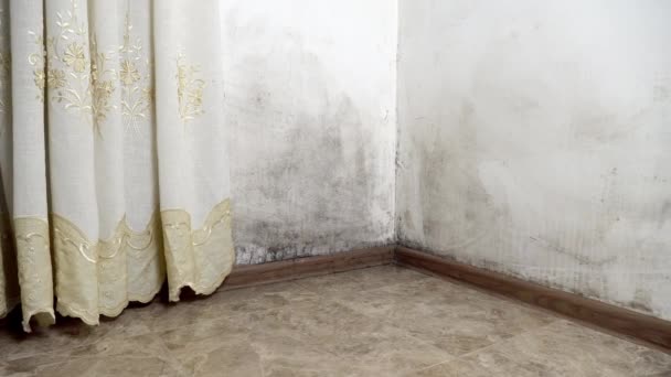 집안의 곰팡이. 벽에 있는 검은 곰팡이. — 비디오