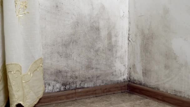 곰팡 이 형태의 검은 곰팡이 가자라서 아파트의 흰 벽에 퍼진다. — 비디오