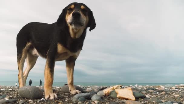 Un perro en la orilla del mar tiene huesos de pollo. día nublado — Vídeos de Stock