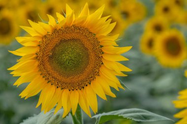 Parlak sarı bir ayçiçeğinin yakın planında bulanık yeşil yapraklar ve fotokopi alanı olan ayçiçekleri olan bir arı var.