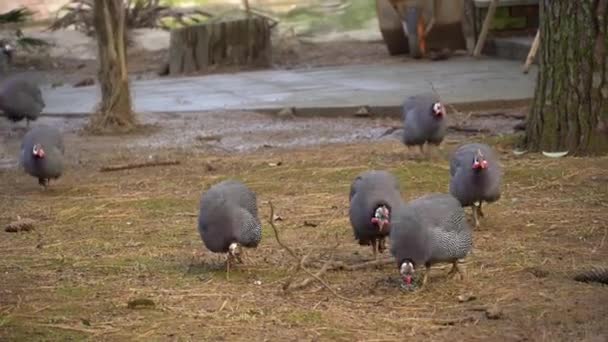 Des paons femelles gris et peu remarquables marchent dans le parc ou le zoo. — Video