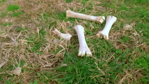De botten van het dier zijn verspreid over het gras in het veld. — Stockvideo